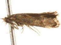 Attēlu rezultāti vaicājumam “Incurvariidae”