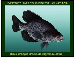 Image result for Pomoxis nigromaculatus