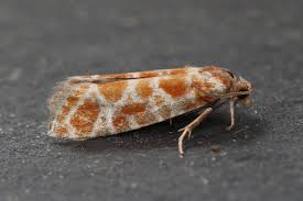 Attēlu rezultāti vaicājumam “Rhyacionia pinicolana”