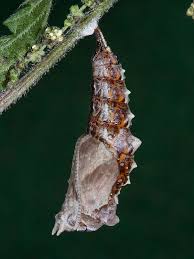 Attēlu rezultāti vaicājumam “Polygonia c-album larva”