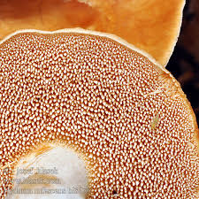 Attēlu rezultāti vaicājumam “Hydnum rufescens”