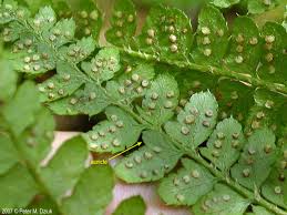 Attēlu rezultāti vaicājumam “Polystichum braunii”