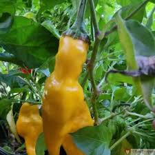 Afbeeldingsresultaat voor biker billy jalapeno hot pepper