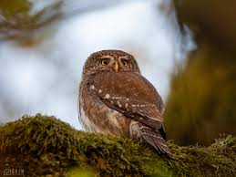 Attēlu rezultāti vaicājumam “Glaucidium passerinum adult”