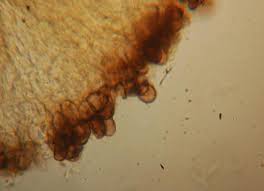 Attēlu rezultāti vaicājumam “Vibrissea decolorans”