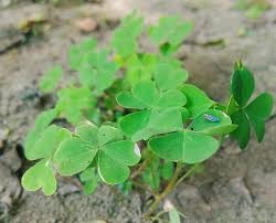 Attēlu rezultāti vaicājumam “Oxalis corniculata fruit”