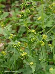 Attēlu rezultāti vaicājumam “Vincetoxicum hirundinaria fruit”