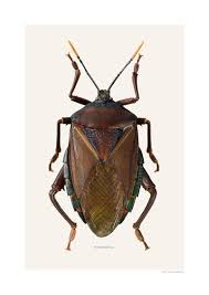 Attēlu rezultāti vaicājumam “Pentatomidae”