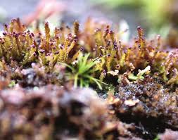 Attēlu rezultāti vaicājumam “Tritomaria exsecta macro”