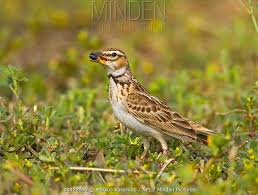 Image result for Melanocorypha bimaculata