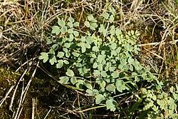 Attēlu rezultāti vaicājumam “Thalictrum flavum”