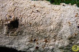 Attēlu rezultāti vaicājumam “Hyphodontia barba-jovis”