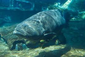 Image result for Epinephelus striatus