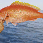 Image result for Rhomboplites aurorubens