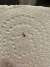 Attēlu rezultāti vaicājumam “Nithecus jacobaeae”