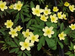 Attēlu rezultāti vaicājumam “Anemone x lipsiensis flower”