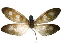 Attēlu rezultāti vaicājumam “Belbodamaeus sp.”