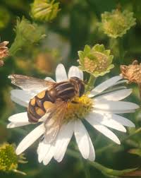 Attēlu rezultāti vaicājumam “Helophilus sp.”