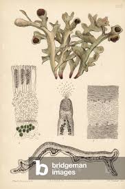 Attēlu rezultāti vaicājumam “Cetraria islandica”