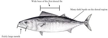 Image result for Sarda sarda