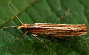 Attēlu rezultāti vaicājumam “Ypsolopha asperella”