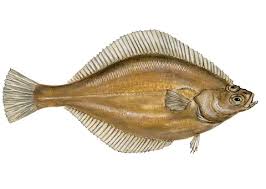 Image result for Parophrys vetulus