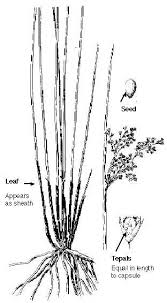 Attēlu rezultāti vaicājumam “Juncus effusus fruit”