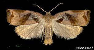 Attēlu rezultāti vaicājumam “Archips podana”