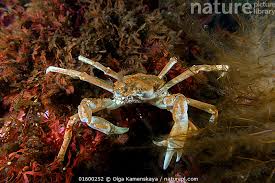 Image result for Hyas araneus