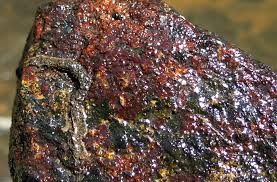 Attēlu rezultāti vaicājumam “Hildenbrandia rivularis”