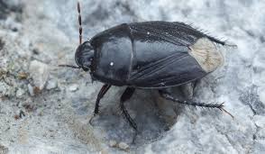 Attēlu rezultāti vaicājumam “Cydnidae”