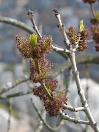Attēlu rezultāti vaicājumam “Fraxinus excelsior Pendula female flower”