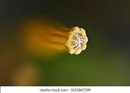 Attēlu rezultāti vaicājumam “Orthotrichum speciosum”