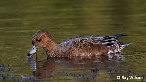 Attēlu rezultāti vaicājumam “Anas penelope”