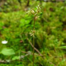 Attēlu rezultāti vaicājumam “Listera cordata fruit”