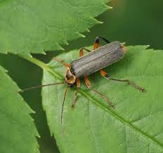 Attēlu rezultāti vaicājumam “Cantharis nigricans”