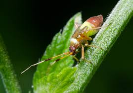 Attēlu rezultāti vaicājumam “Closterotomus biclavatus”