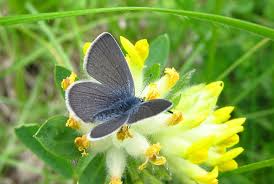 Attēlu rezultāti vaicājumam “Cupido minimus underside”