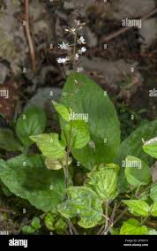 Attēlu rezultāti vaicājumam “Circaea lutetiana fruit”