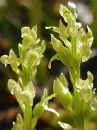Attēlu rezultāti vaicājumam “Hammarbya paludosa flower”