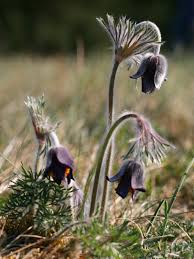 Attēlu rezultāti vaicājumam “Pulsatilla pratensis”