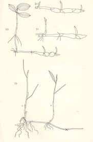 Attēlu rezultāti vaicājumam “Potamogeton gramineus”