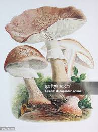 Attēlu rezultāti vaicājumam “Amanita rubescens”