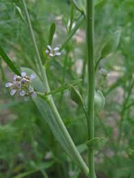 Attēlu rezultāti vaicājumam “Enteridium liceoides young”