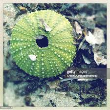 Image result for Strongylocentrotus droebachiensis