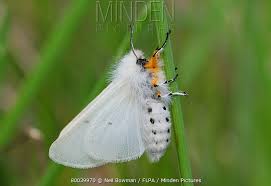 Attēlu rezultāti vaicājumam “Diaphora mendica female”