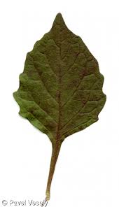 Attēlu rezultāti vaicājumam “Solanum nigrum leaf”