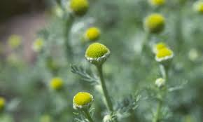 Attēlu rezultāti vaicājumam “Matricaria discoidea flower”