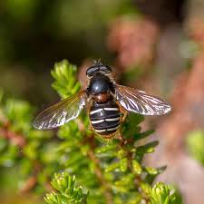 Attēlu rezultāti vaicājumam “Sericomyia lappona”