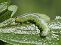 Attēlu rezultāti vaicājumam “Pristiphora maesta larva”
